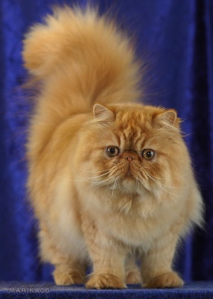 Peke-Faced Persian