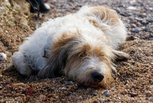 Petit Basset Griffon Vendeen