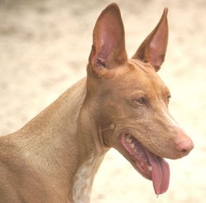 Pharaoh Hound