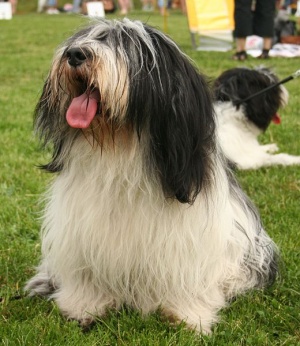 Polish Lowland Sheepdog - The Pet Wiki