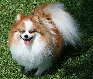 Chocolate and white clearance pomeranian