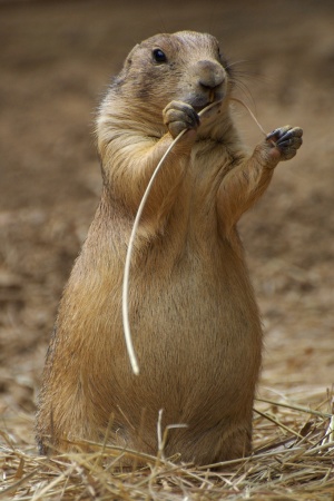 can prairie dogs be litter box trained