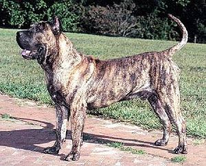 Presa Canario