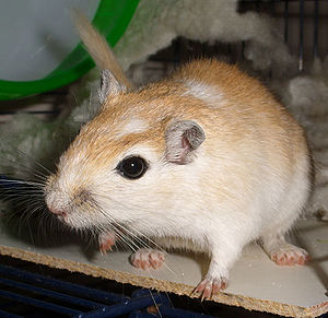 Gerbil