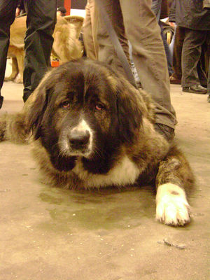 Pyrenean Mastiff