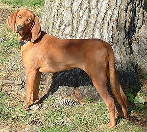 Redbone Coonhound