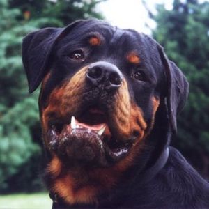 Rottweiler