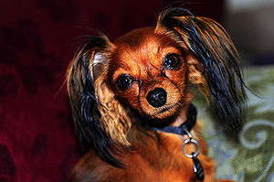 Russian Toy Terrier