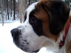 Saint Bernard