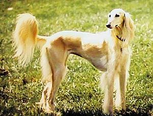 Saluki