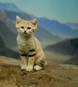 Sand Cat