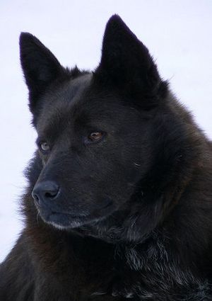 Schipperke