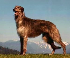 Scottish Deerhound