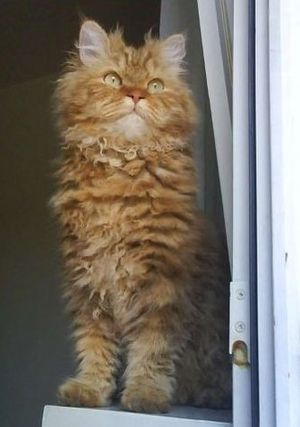 Selkirk Rex