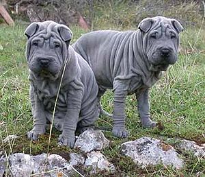 japanese sharpei dog