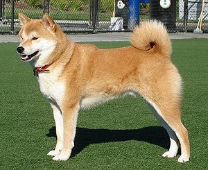 Shiba Inu