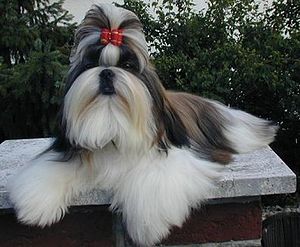 Shih-Tzu