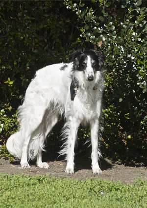 can a silken windhound live in germany