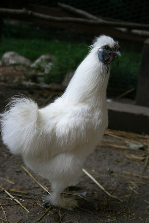 Silkie Rooster