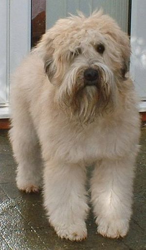 Wire haired hot sale wheaten terrier