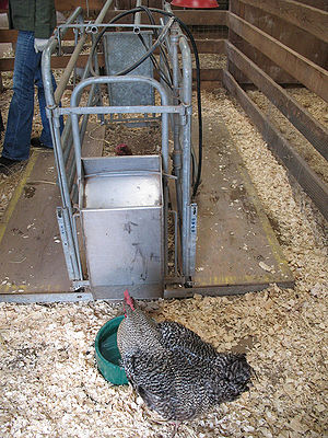 Sow Gestation Crate