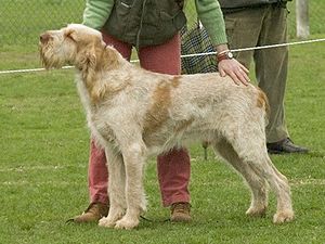 Spinone Italiano