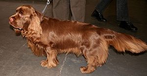 Sussex Spaniel