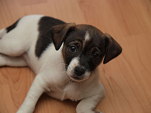 Danish-Swedish Farmdog