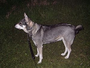 Swedish Elkhound