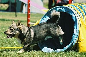 Swedish Vallhund