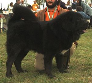 Tibetan Mastiff