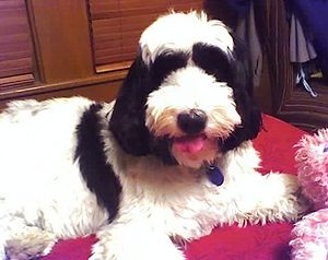 Tibetan Terrier