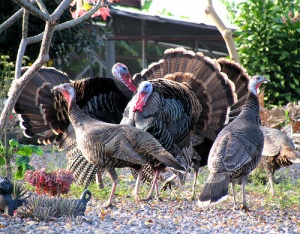 Turkeys