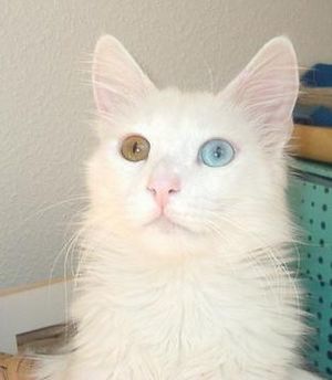 Turkish Angora