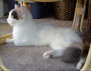 Turkish Van