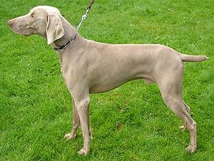 Weimaraner