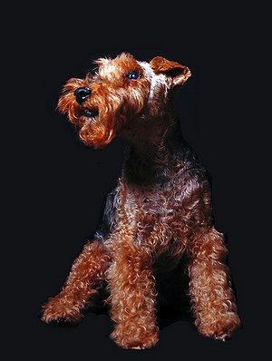 Welsh Terrier