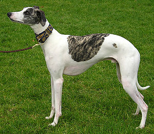 ‎Whippet