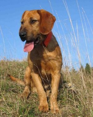 Wirehaired Styrian Mountain Hound