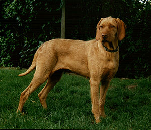 Wirehaired Vizsla