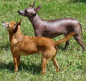 Xoloitzcuintli