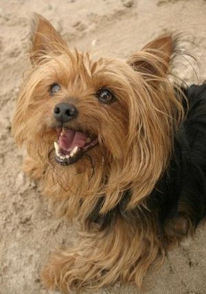 Yorkshire Terrier