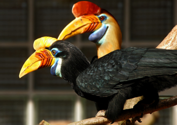 Hornbill pair