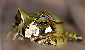 Marsupial Frog