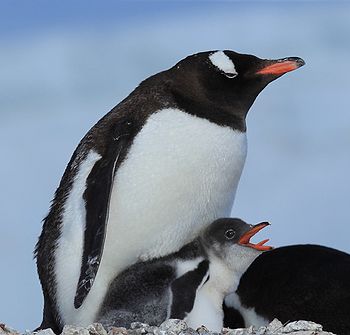 Emperor Penguin Dad and chick