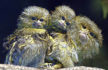 Marmoset dad and his set of twins