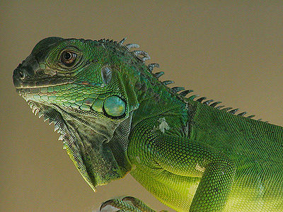 Green Iguana