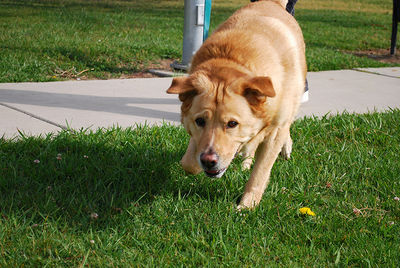 Off Leash Dog