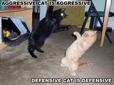 Aggressive Cat