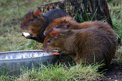 Agoutis